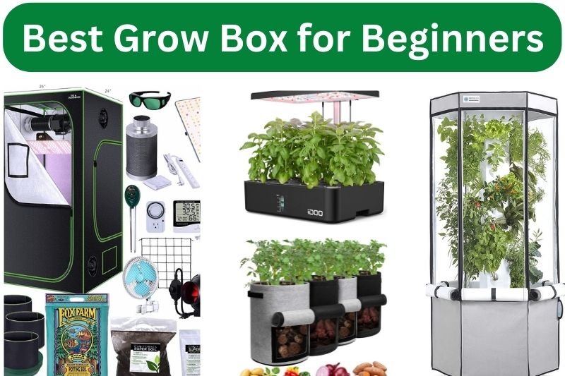 Best Grow Box for Beginners