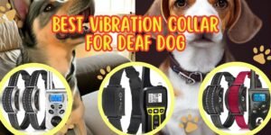 Best Vibration Collar for Deaf Dog